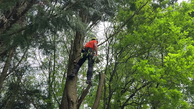 Professional  Tree Services in Lely Resort, FL