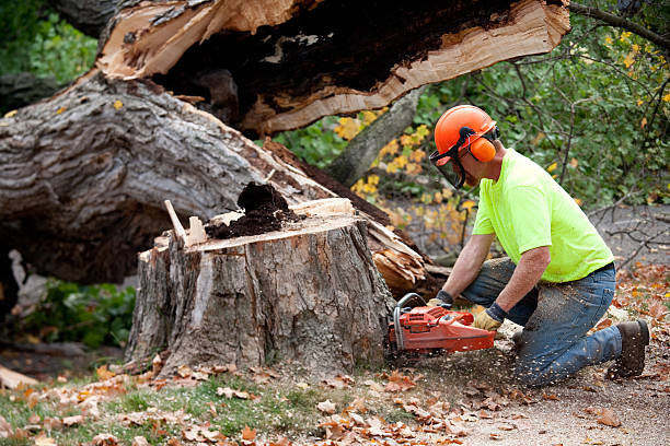 How Our Tree Care Process Works  in  Lely Resort, FL